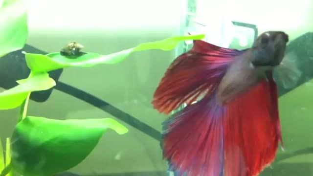 اکواریوم 20 لیتری زیبای ماهی فایتر4