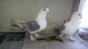 کبوتر های بلژیکی خودم   فروشی