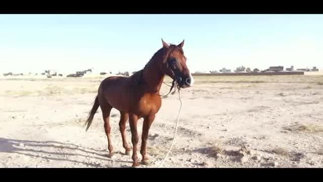 اسب عرب فروشی