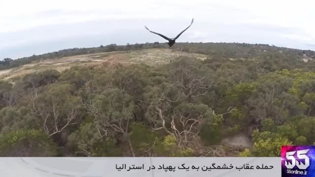 حمله عقاب خشمگین به یک پهپاد در استرالیا
