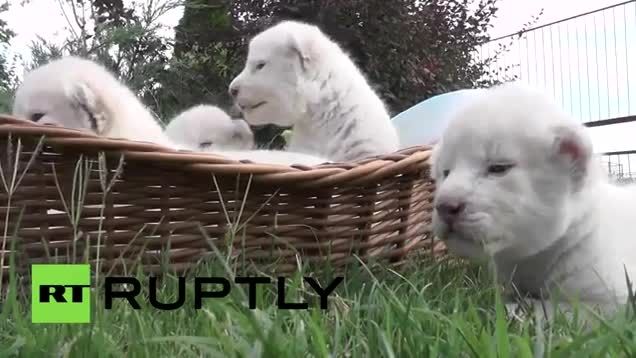 تولد چهار توله شیر سفید در باغ وحش کریمه روسیه white li