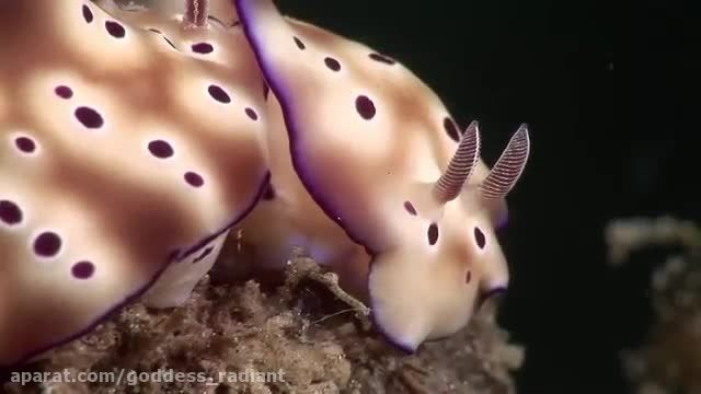 Mucky Secrets - Sea Slugs