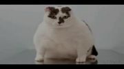چاق ترین حیواناتی که تا حالا دیدی!!!نیاز به رژیم:))
