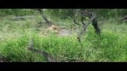 شکار گوزن کودو توسط ماده شیر