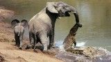 حمله کروکودیل به فیل ( کیفیت عالی ) تصویر