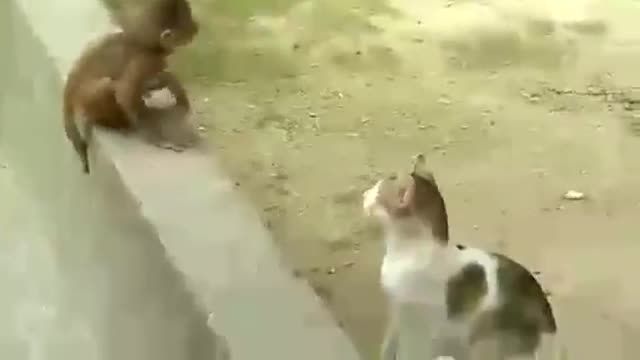 بازی خنده دار گربه و میمون