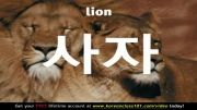 آموزش زبان کره ای (یادگیری لغات با عکس؛ حیوانات وحشی شکاری )