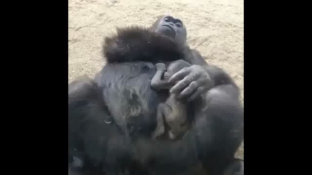 مامان شامپانزه مهربان