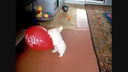 خرگوش بازیگوش