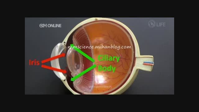 توضیح کامل آناتومی چشم و بینایی