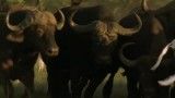 حمله بوفالوها به شیرهای ماده