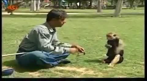 میمون فوق العاده با هوش در مشهد