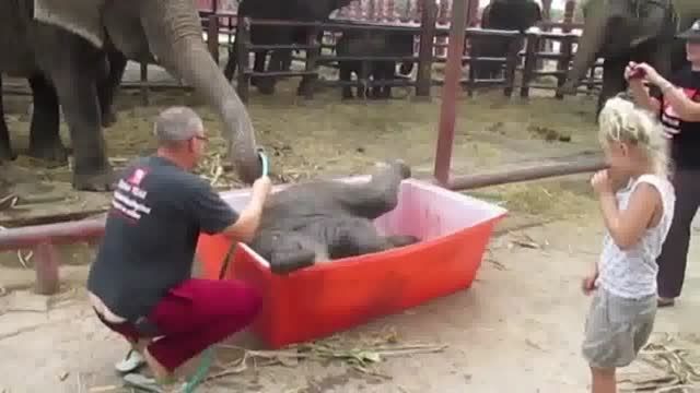 آب بازی بامزه یک بچه فیل