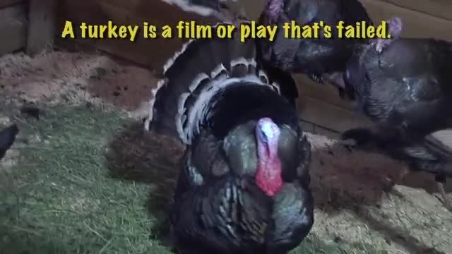 What does turkey mean in English?