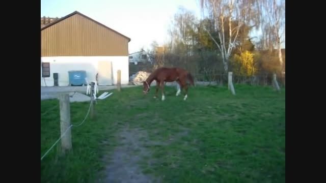 Frederiksborg Horse