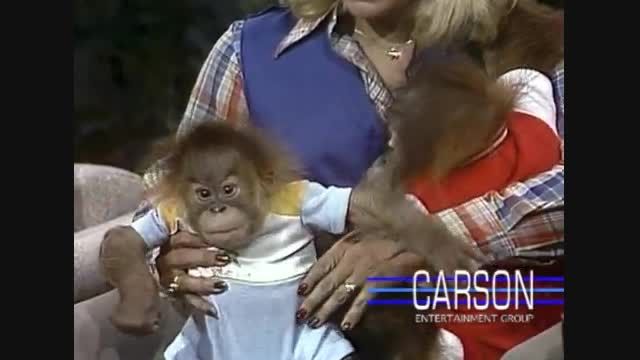 بچه اورانگوتان ناز در برنامه زنده