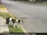 سگ حساس به ماشین!!!