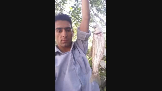 جمشید.پیرانشهر ماهی پولک 1 کیلو و300 گرمی بادین آباد