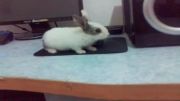 خرگوشم رو میز کامپیوتر،لقمان مرادی
