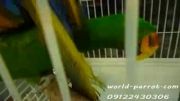 پرنده فروشی تخصصی طوطی سانان منقارکج ها امید شایگان