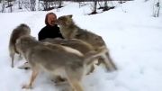 گرگ ها بوی دوستشون رو شنیدن