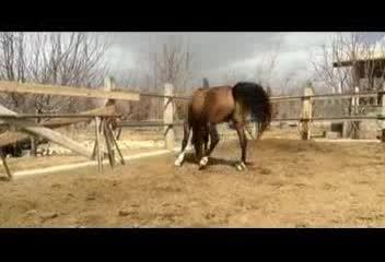 اسب سیلمی دره شور (شاهین)