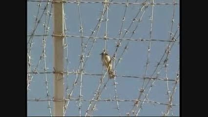 مستند فرار دو آزاده عزیز از اردوگاه موصل عراق