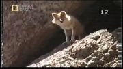 شکار بز توسط سگ وحشی تبتی (فیلم نادر)