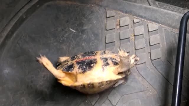 توانایی بالای لاکپشت ها