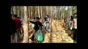 دارابکلا - پاکسازی جنگل افرایی پاکسازی قسمت سوّم