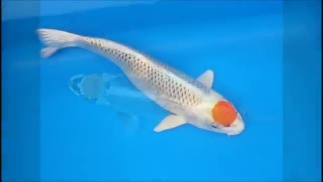 آشنایی با انواع نژاد های ماهی کوی