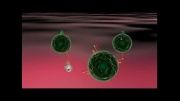 تکثیر سلول های T به وسیله اینترلوکین 10