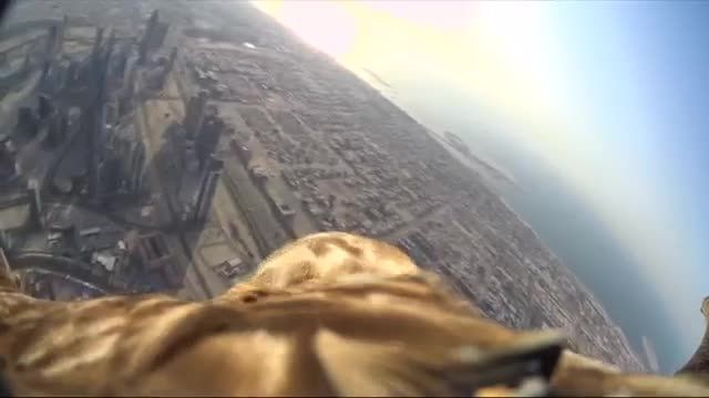 Eagle-cam reveals incredible POV as it descends from Bu
