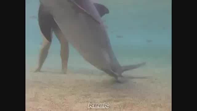 به دنیا آوردن دلفین در آب