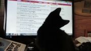 گربه سیاهه و کامپیوتر !