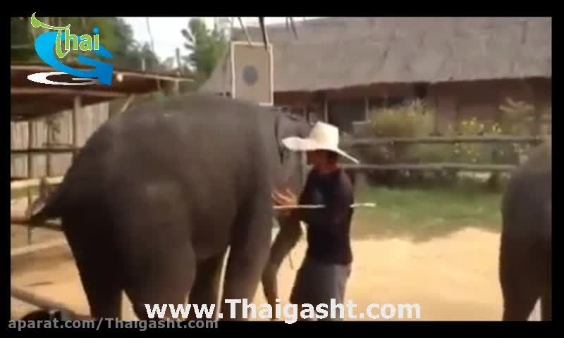 فیل رقاص تایلندی (www.Thaigasht.com)