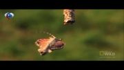 پرواز بلند مارمولک پرنده برای نجات زندگی