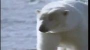 قدرت واقعیه خرس قطبی !