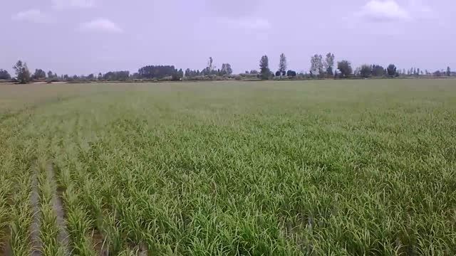 میزان رشد برنج به مدت 6 روز در کشت مکانیزه