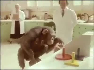 مهربانی میمون