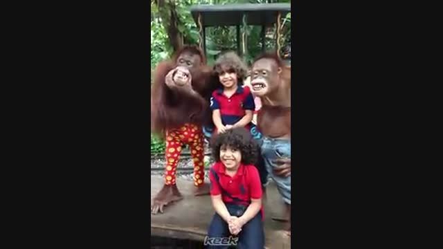 عکس گرفتن با میمون های باحال