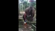 ضرب شست فیل به آدم مزاحم