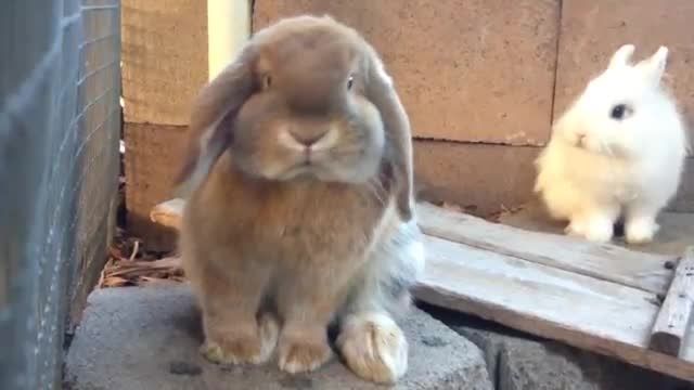خرگوش های زیبا