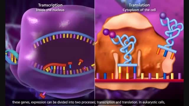 زیست شناسی مولکولی ژن-ساختار و کار DNA(انیمیشن 3 بعدی)