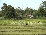 حمله ببر به فیل ( فیلم کامل و با کیفیت )