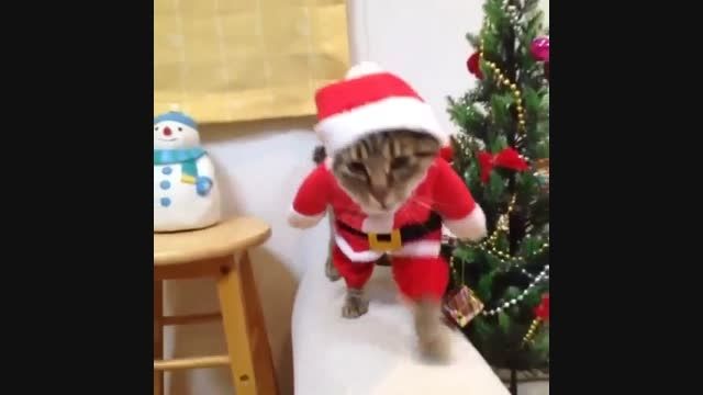 گربه ای که روی دو پایش راه می رود و لباس کریسمس دارد