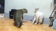 دعوا ی دو گربه