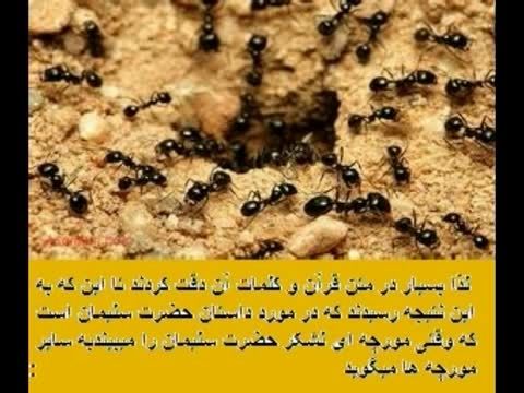 ساختار جنس فیزیکی مورچه ، معجزه قرآن کریم
