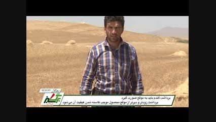 برداشت گندم در کردستان