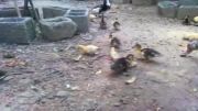 اردک خارجی (مسکویی) و فرزندان